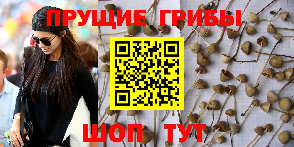 Галлюциногенные грибы прущие грибы Тутаев